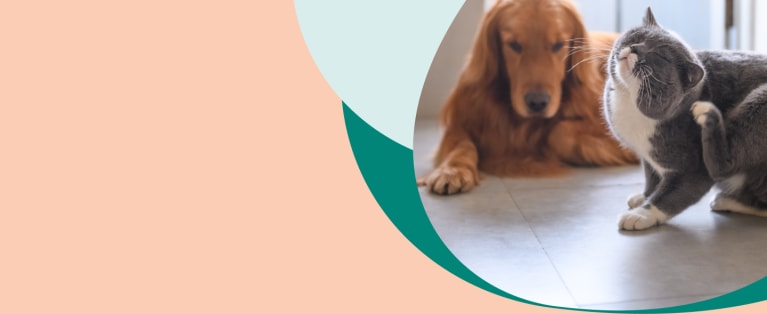 Seresto flea deals collar pet supermarket